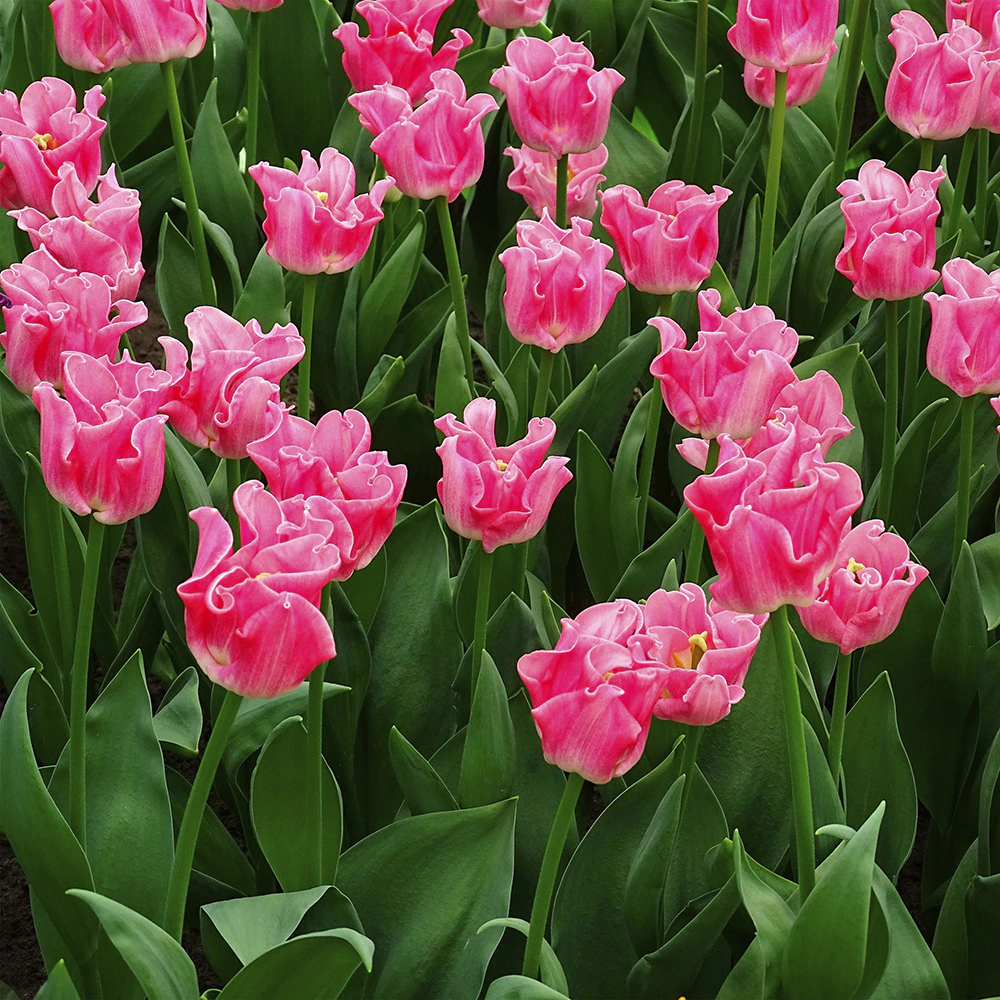 Тюльпан триумф Краун Оф Династи 5 шт