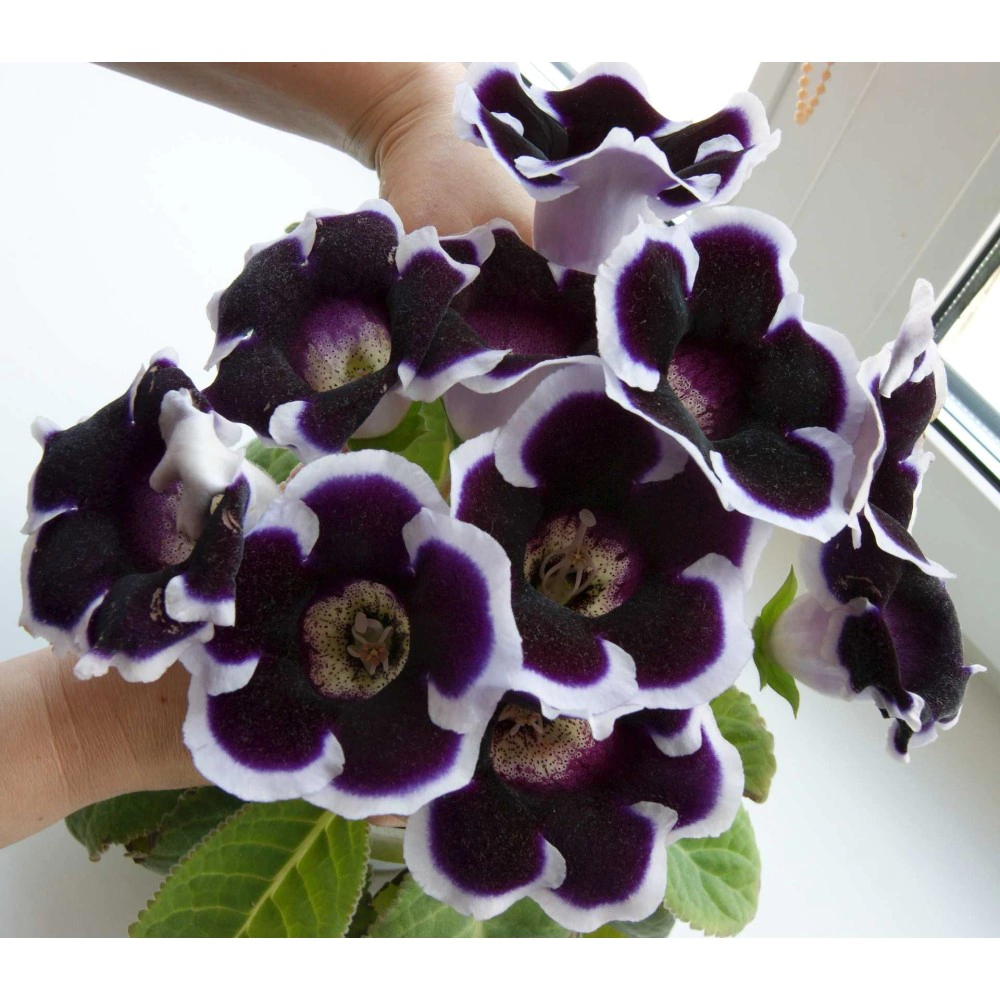 Глоксиния Кайзер Вильгельм 1 шт