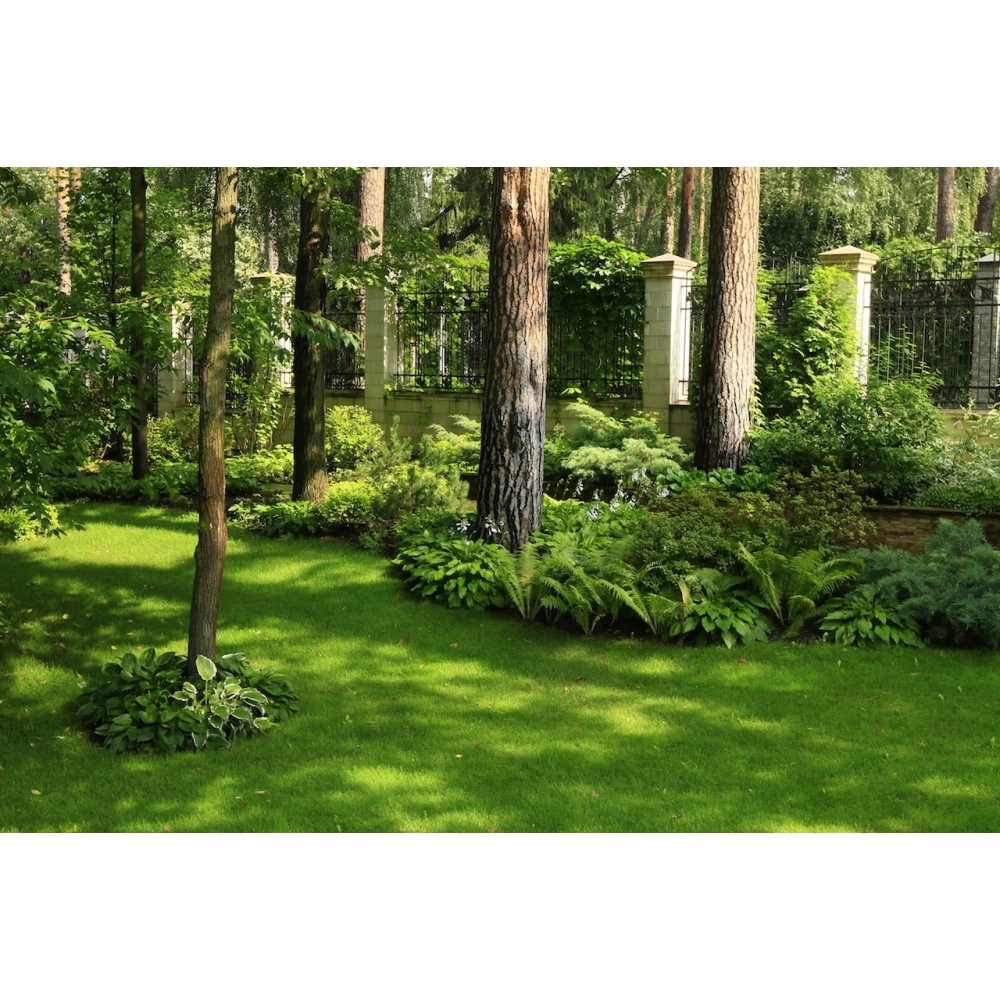 Семена газонной травы Теневыносливый газон 1 кг