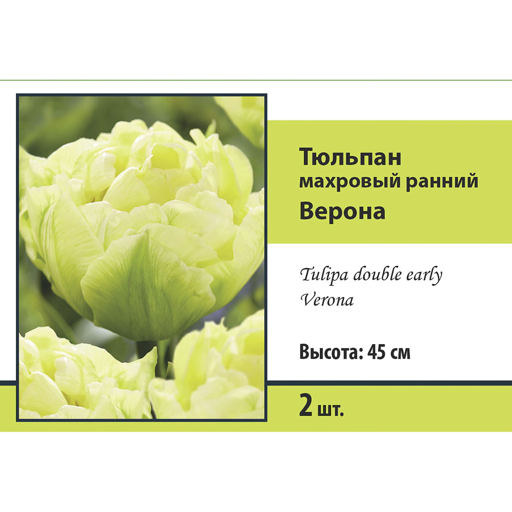 Тюльпан махровый ранний Верона 2 шт