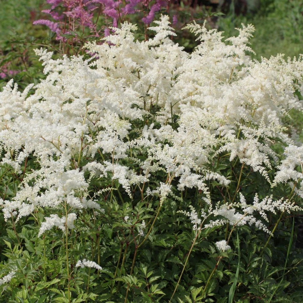 Астильба японская Аваланш 1 шт