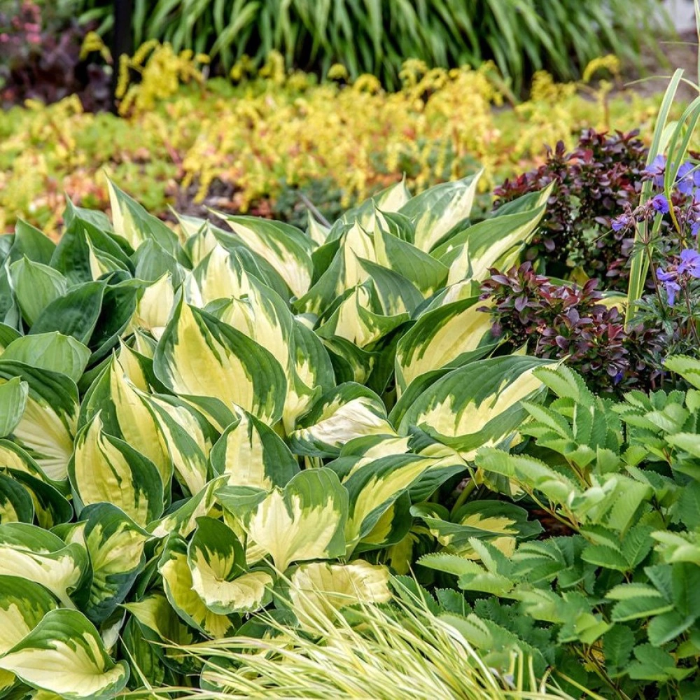 Хоста гибридная Морнинг Стар 1 шт