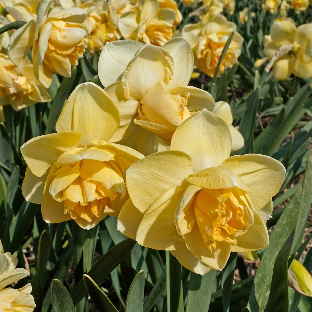 Нарцисс махровый Оранж Джус 3 шт