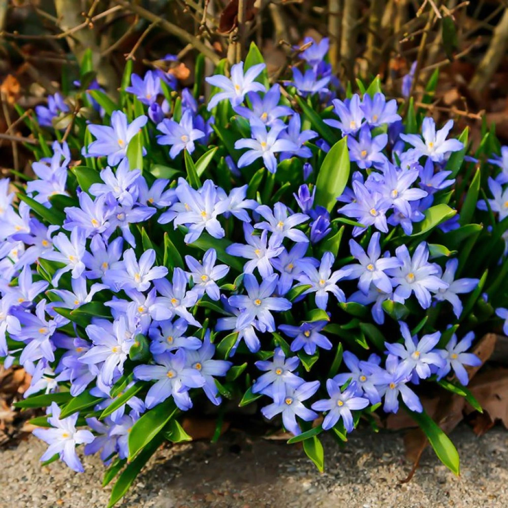 Хионодокса Форбса 10 шт My Garden