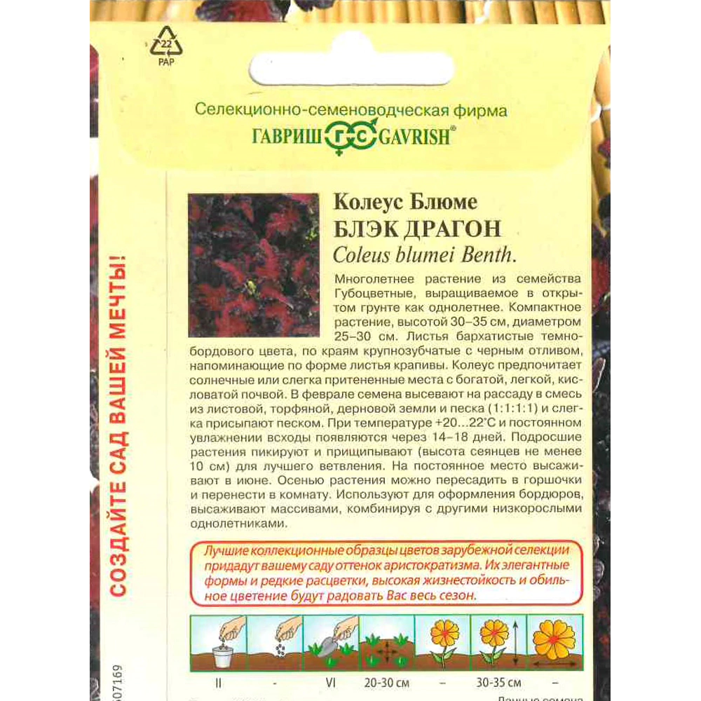 Колеус Блэк Драгон 4 шт