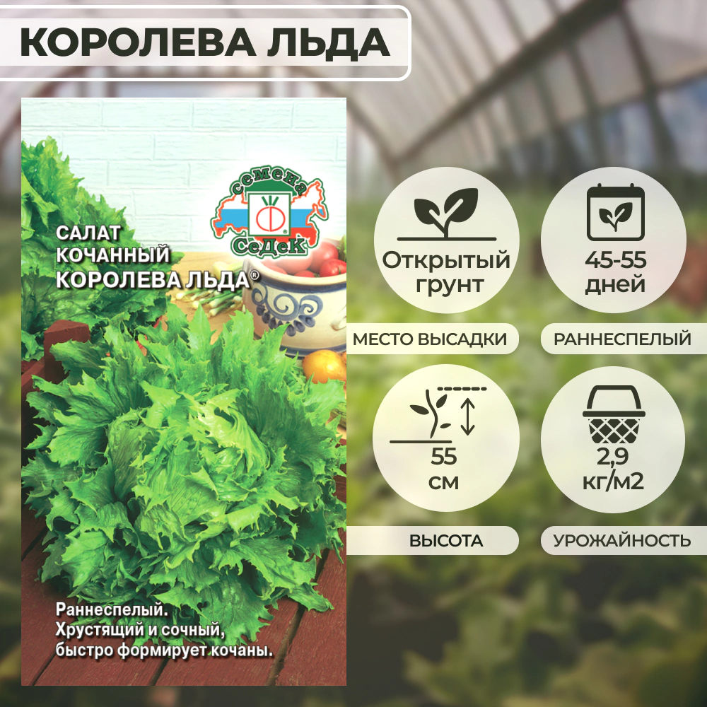 Салат Королева Льда (айсберг) 0,5 г