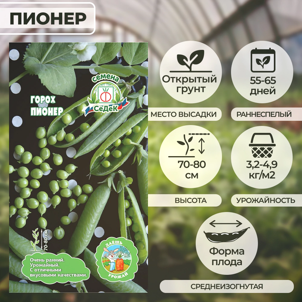 Горох Пионер 6 г