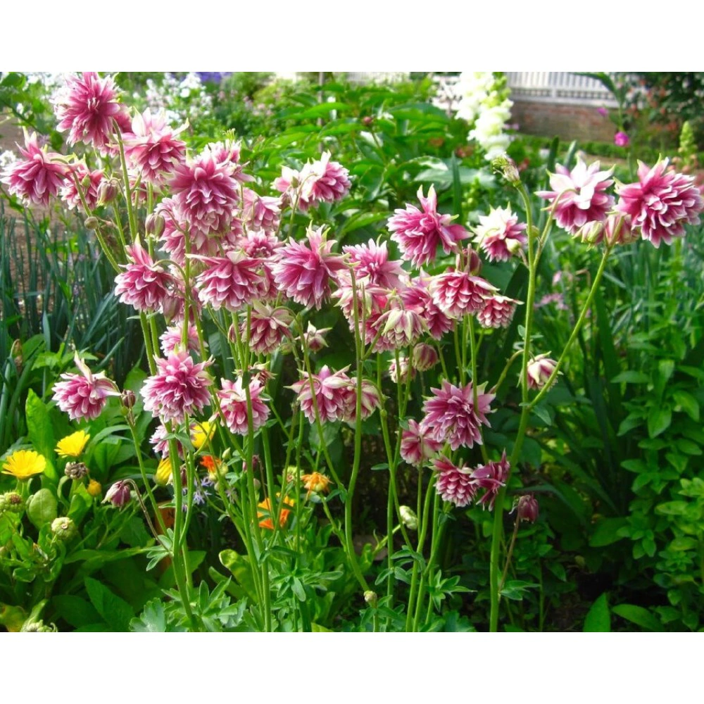 Аквилегия гибрид МакКаны Нора Барлоу 1 шт