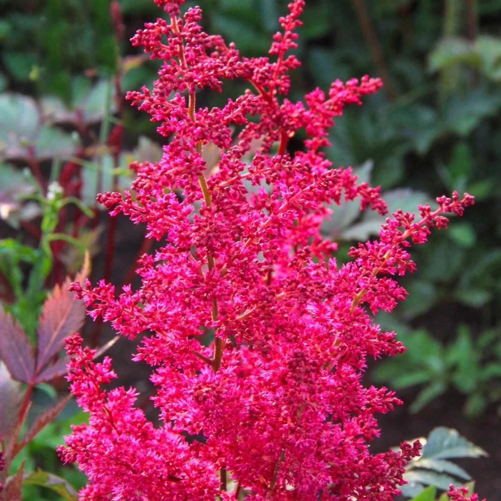 Астильба Арендса Спартан 1 шт