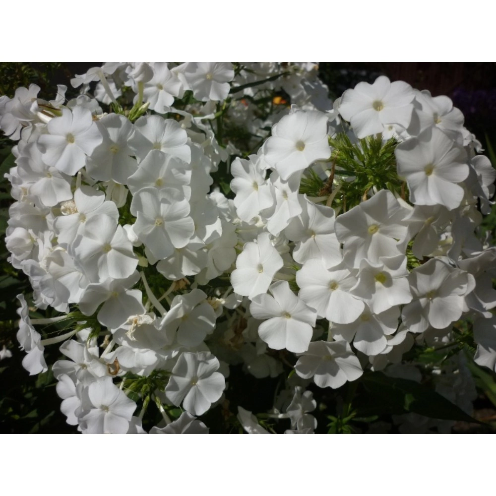 Флокс метельчатый Вайт Спарр 1 шт