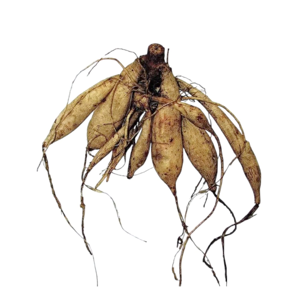 Георгина кактусовая Бора Бора 1 шт