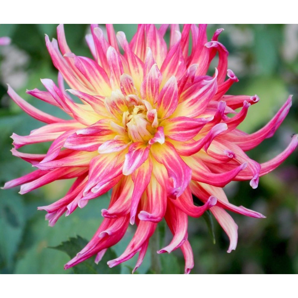 Георгина кактусовая Бора Бора 1 шт