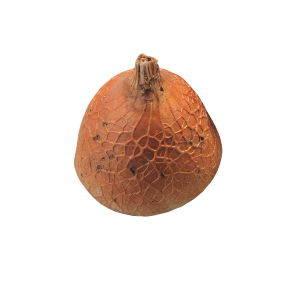 Ацидантера 10 шт