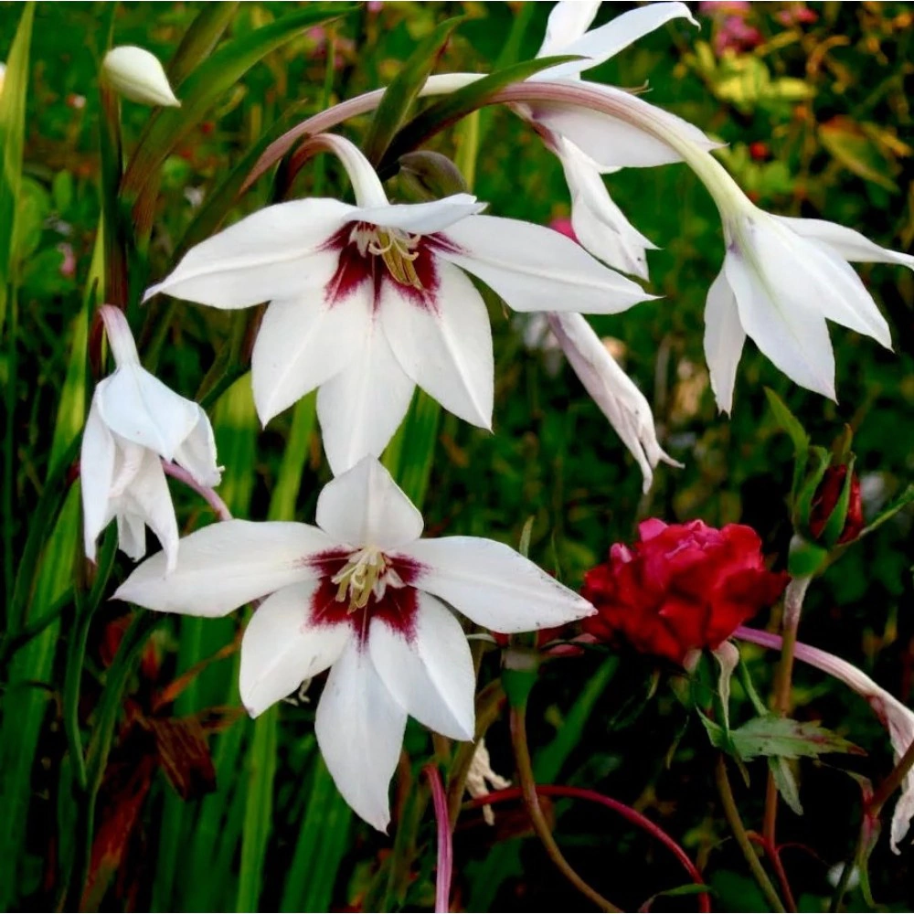 Ацидантера 10 шт