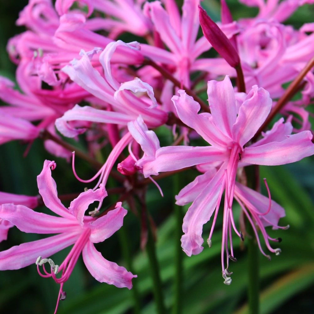 Нерине Боудена 2 шт