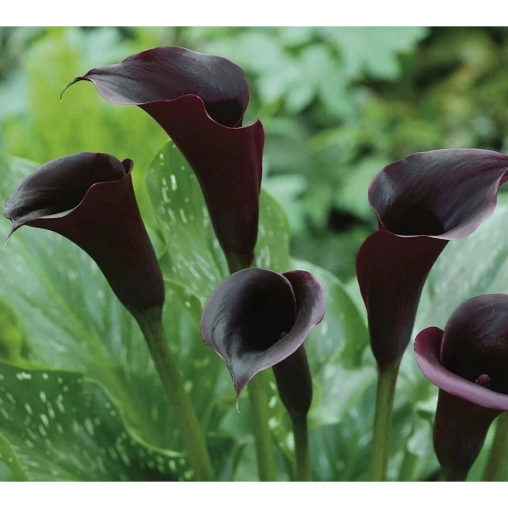 Калла черная 1 шт