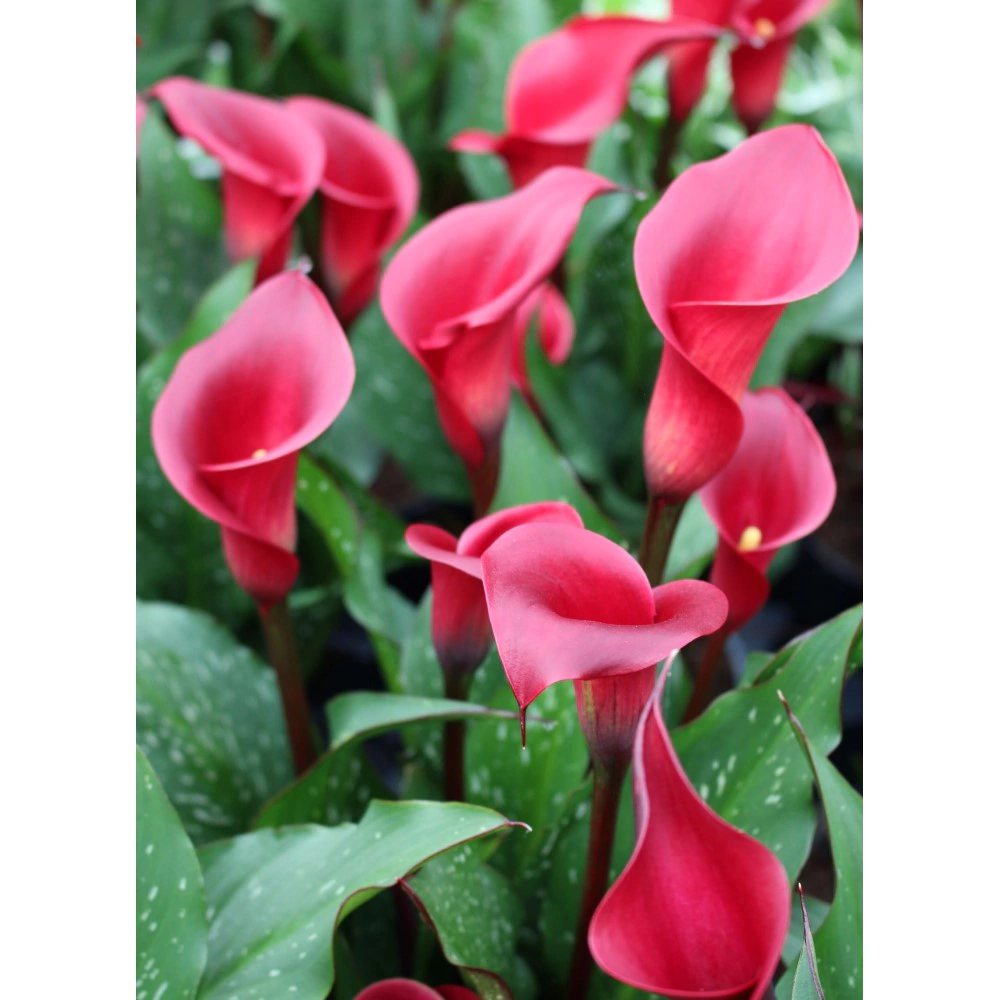 Калла красная 1 шт