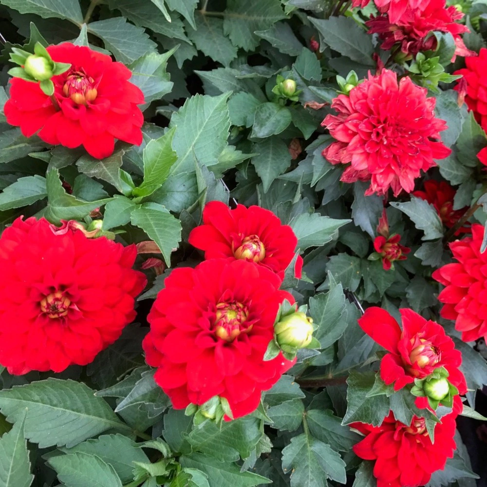 Георгина бордюрная Геллери Ривьера 1 шт