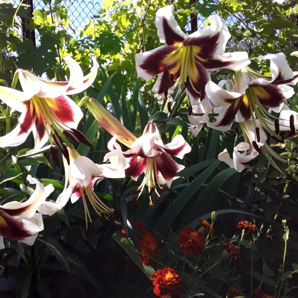 Лилия ОТ-гибрид Беверли Дримс 2 шт