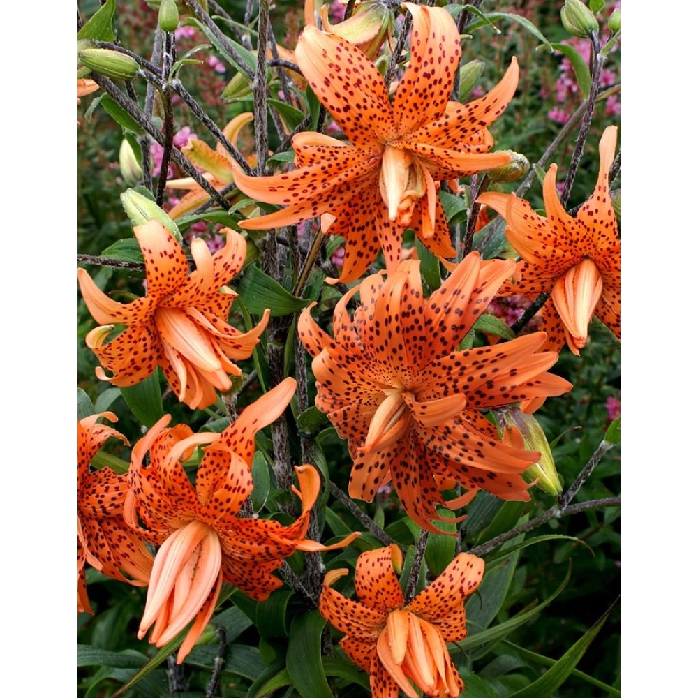 Лилия гибридная Флоре Плено 4 шт