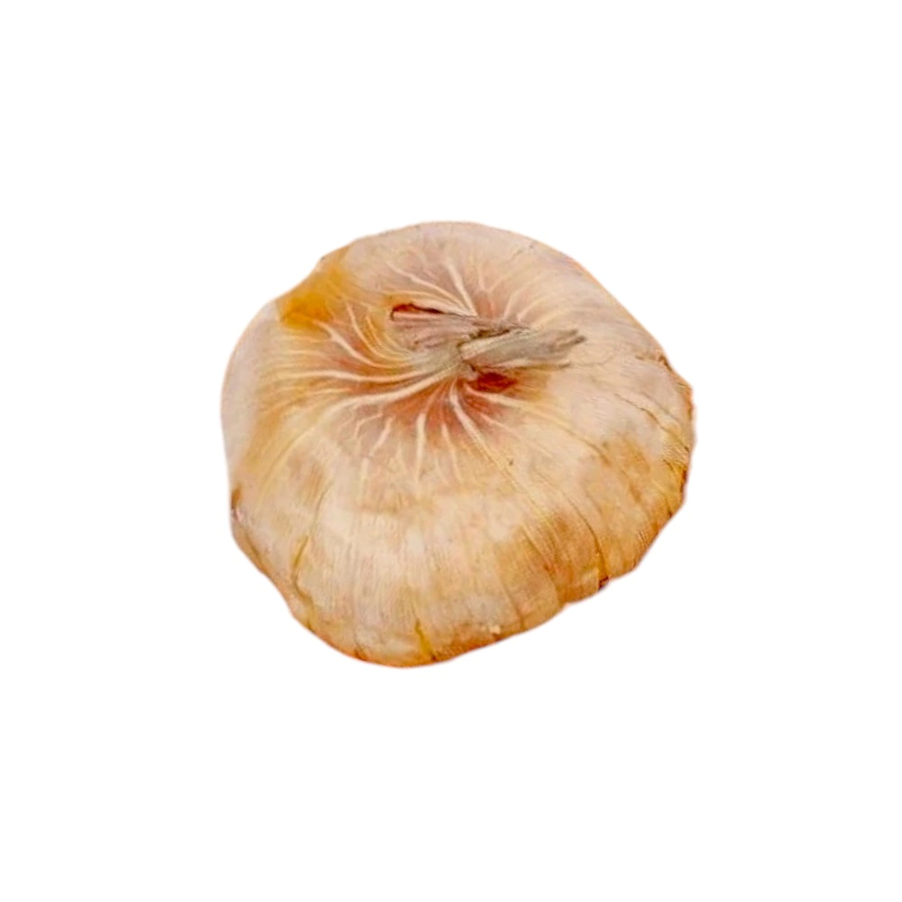 Гладиолус крупноцветковый Индиан Саммер 7 шт