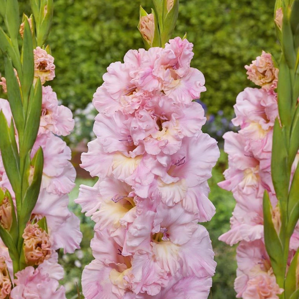 Гладиолус крупноцветковый Пинк Лайтнинг 7 шт