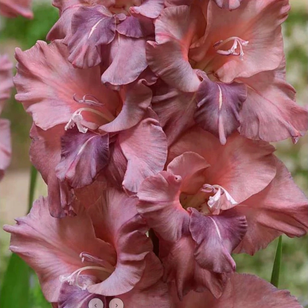 Гладиолус крупноцветковый Расти Чекснат 7 шт