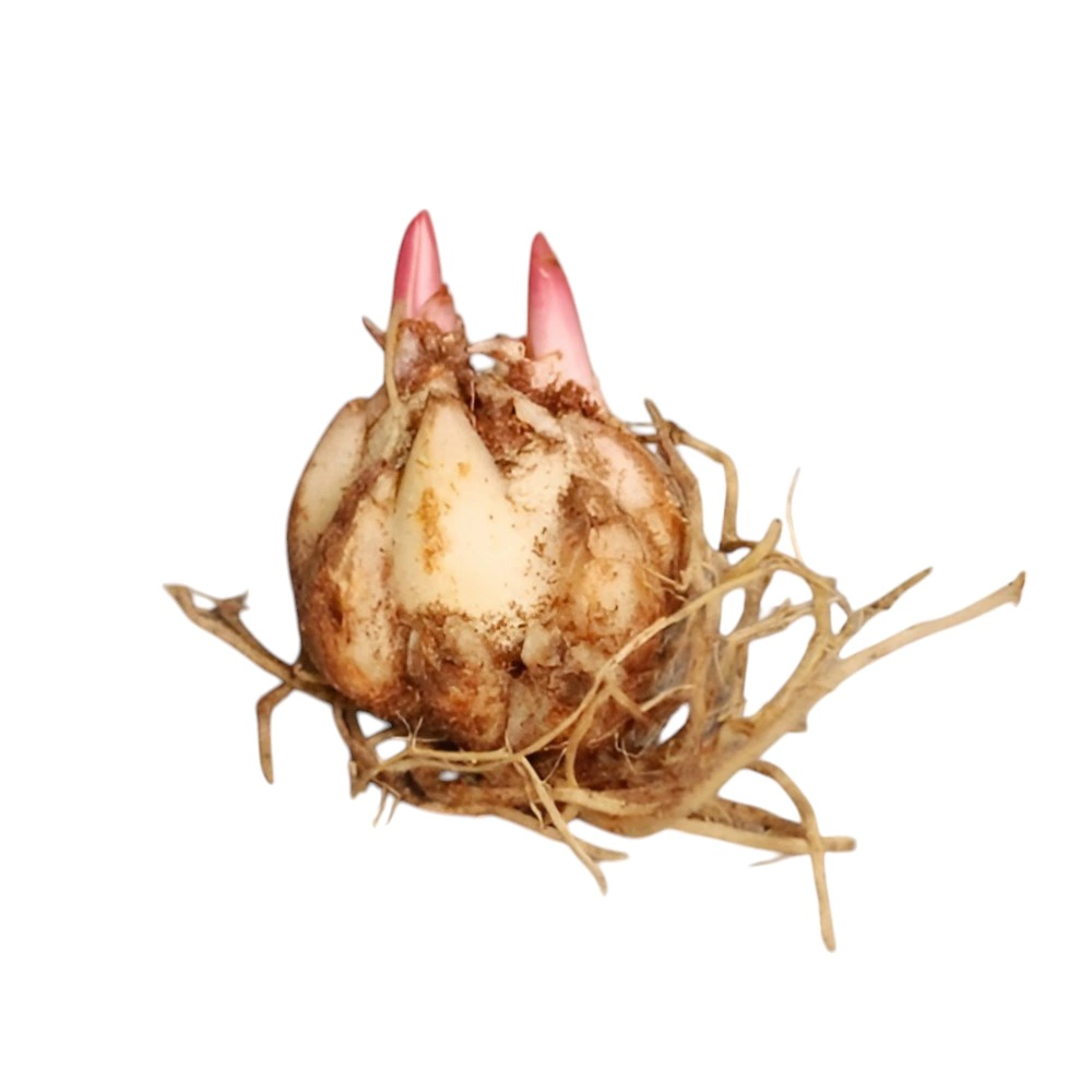 Лилия восточная Баферрари 3 шт