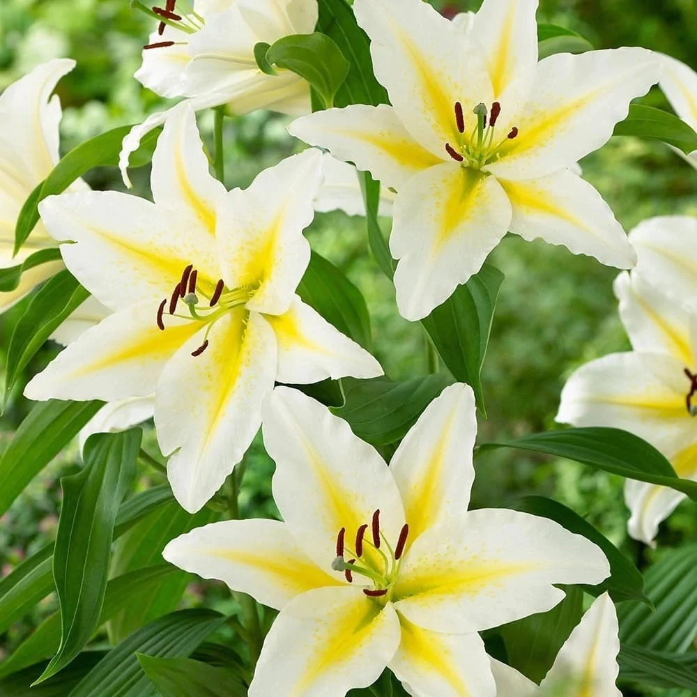 Лилия восточная Баферрари 3 шт