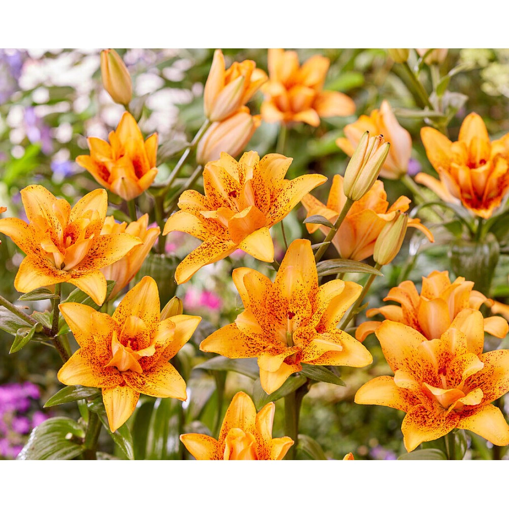 Лилия азиатская махровая Дабл Лав 2 шт