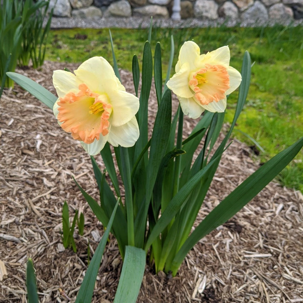 Нарцисс трубчатый Марта Стюарт 5 шт