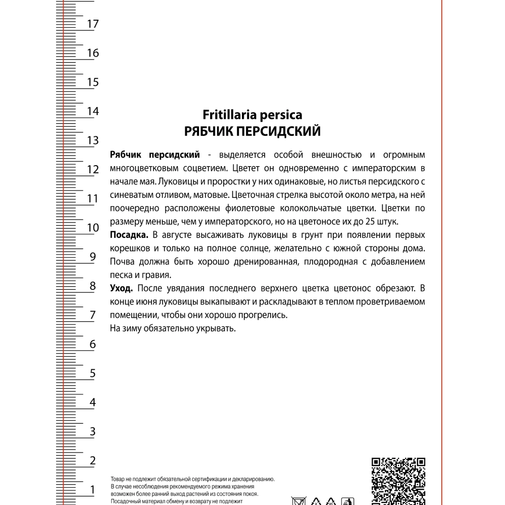Рябчик персидский 1 шт