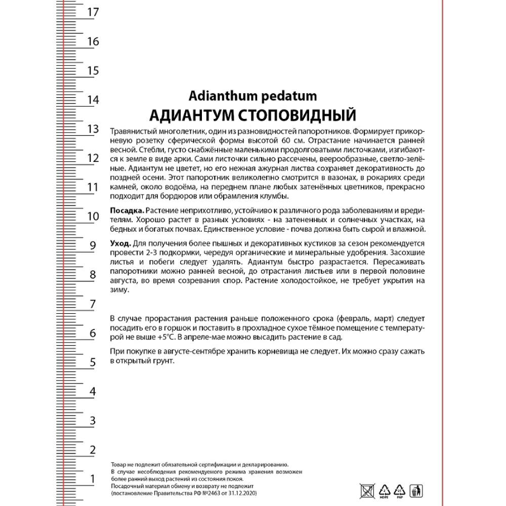Папоротник Адиантум стоповидный 1 шт