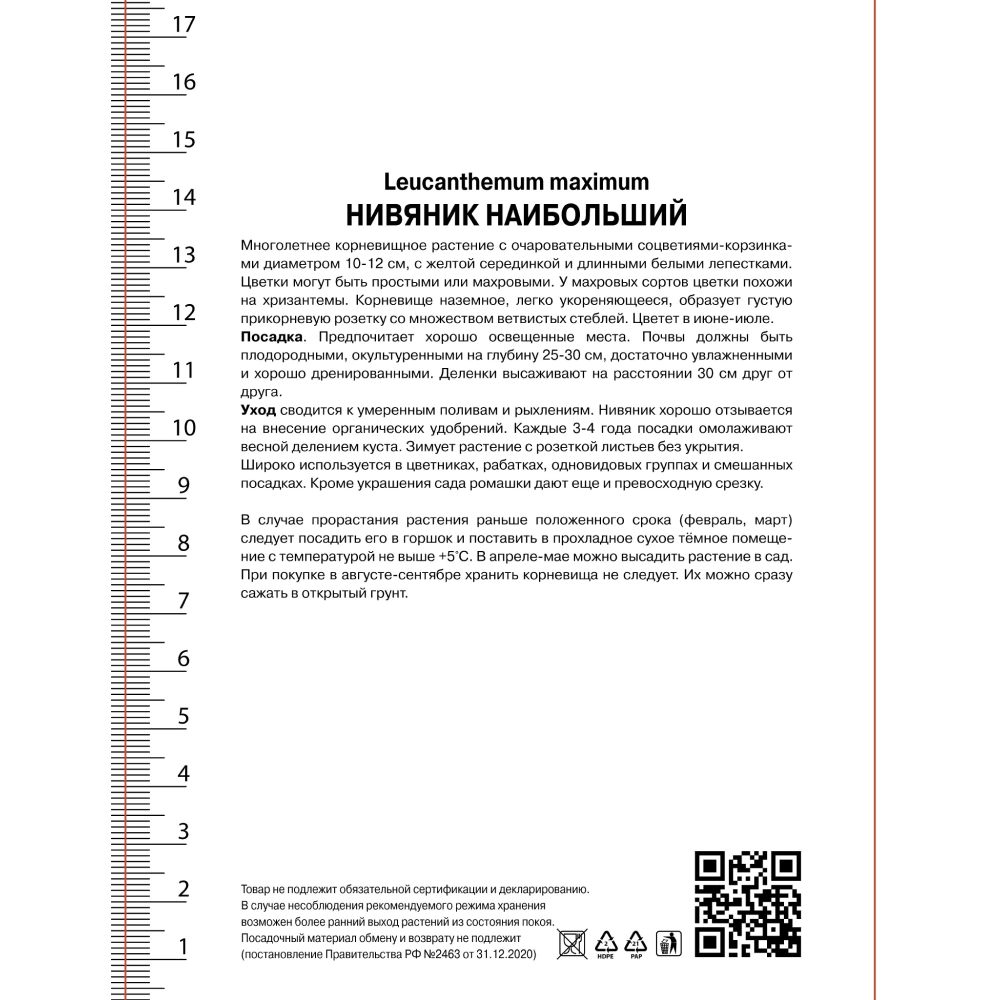 Нивяник великолепный Бродвей Лайтс 1 шт