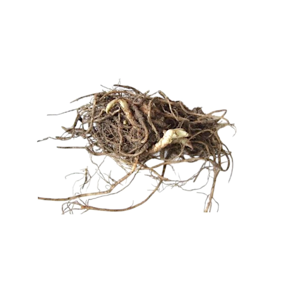 Флокс метельчатый Зенобия 1 шт