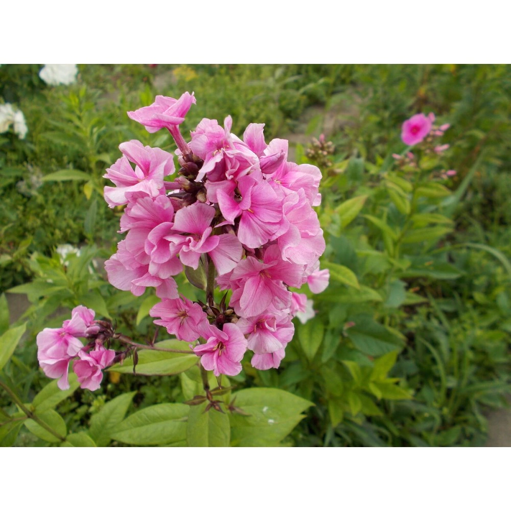 Флокс метельчатый Зенобия 1 шт