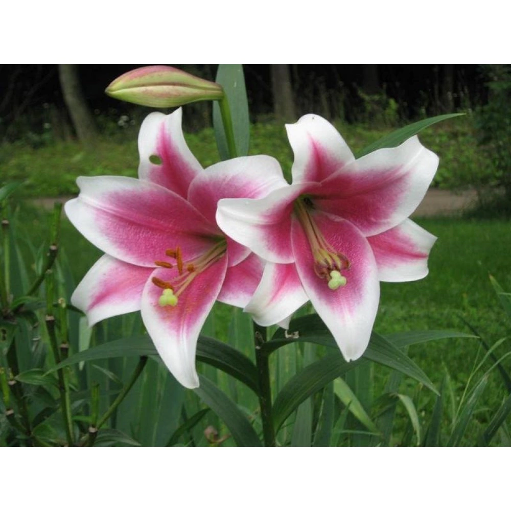 Лилия ЛО-гибрид Триумфатор 3 шт