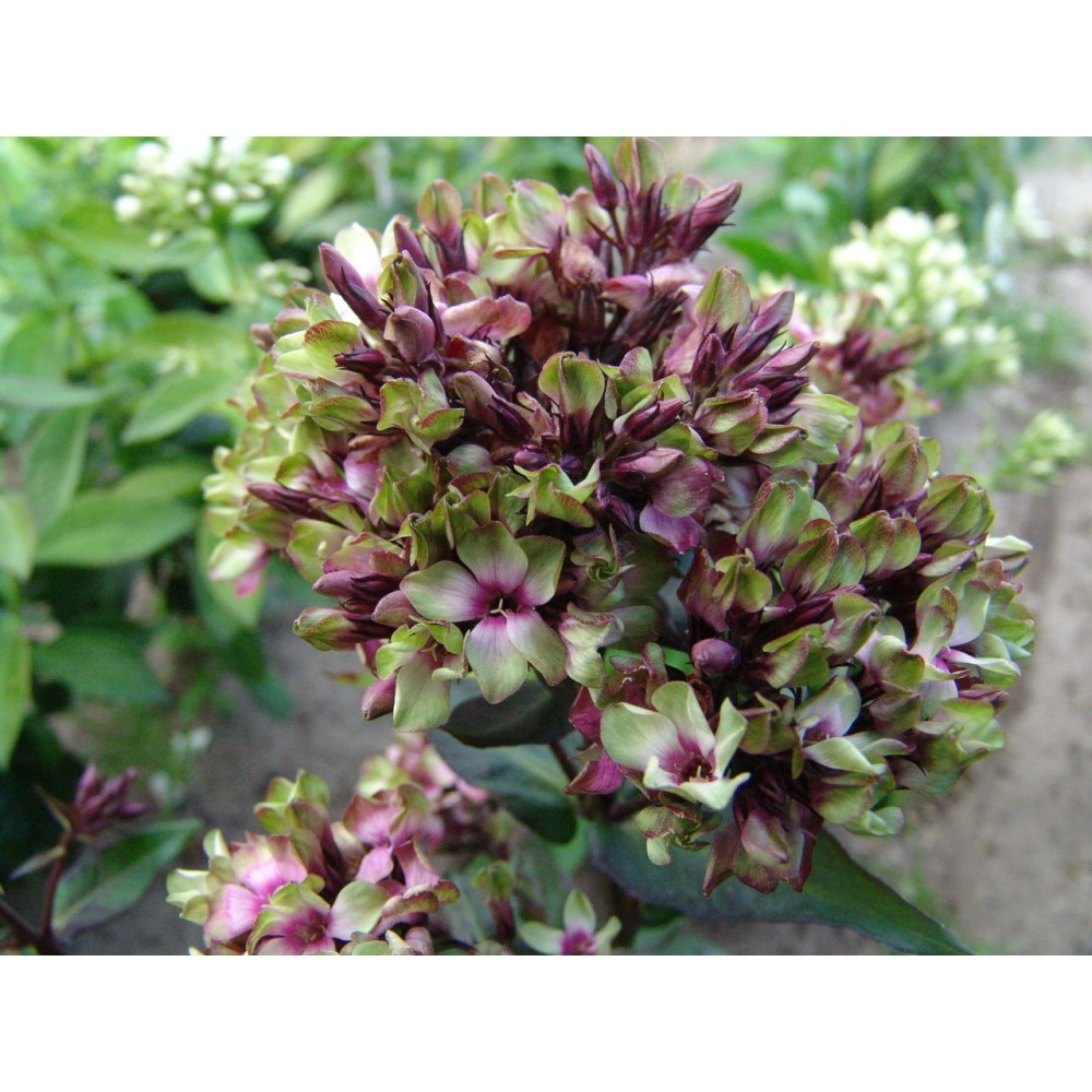 Флокс метельчатый Мистик Грин 1 шт