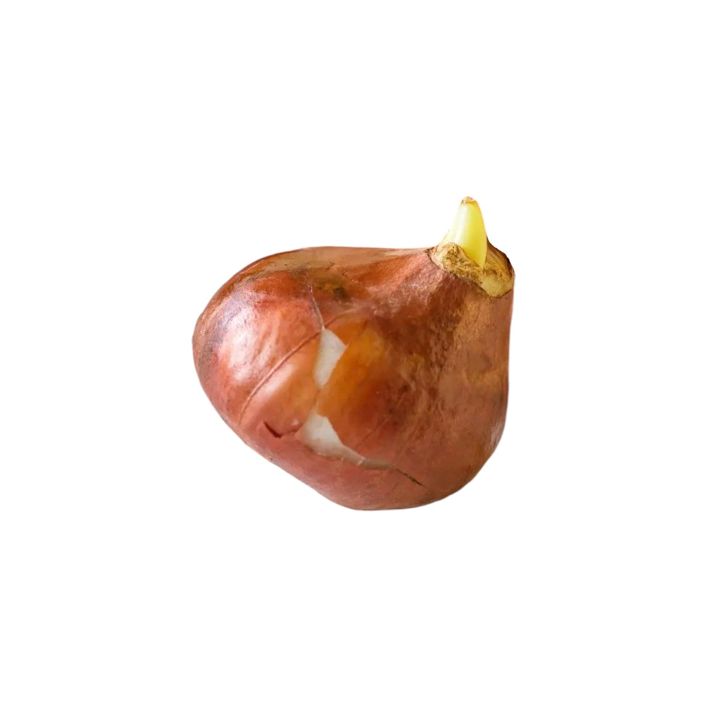 Тюльпан махровый ранний Шелл 4 шт