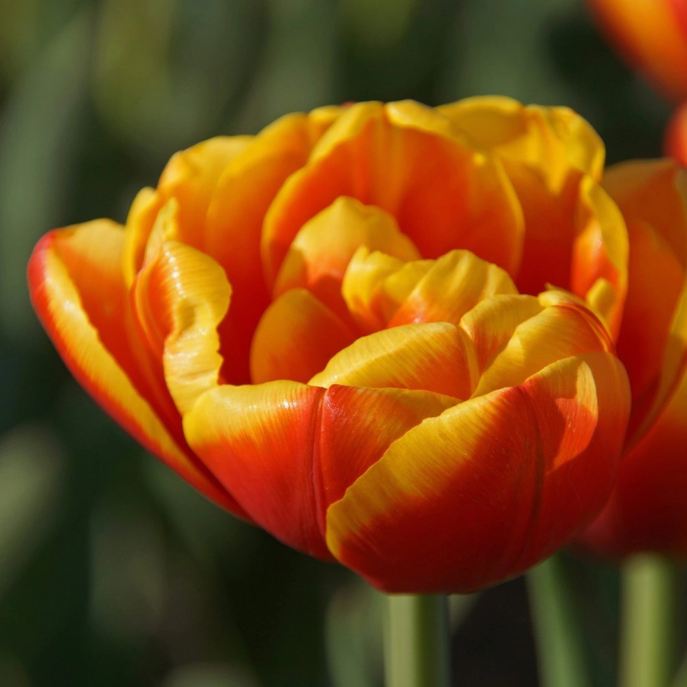 Тюльпан махровый ранний Шелл 4 шт