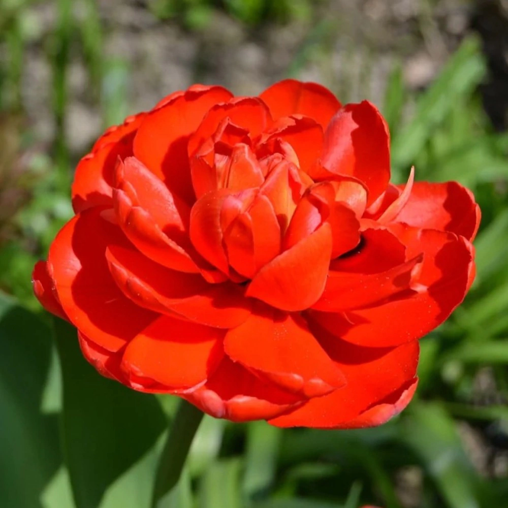 Тюльпан махровый поздний Миранда 3 шт My Garden