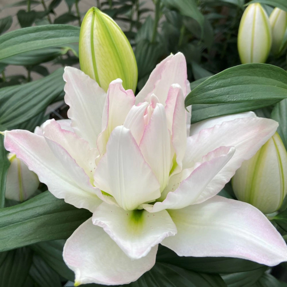 Лилия восточная махровая Канова 1 шт