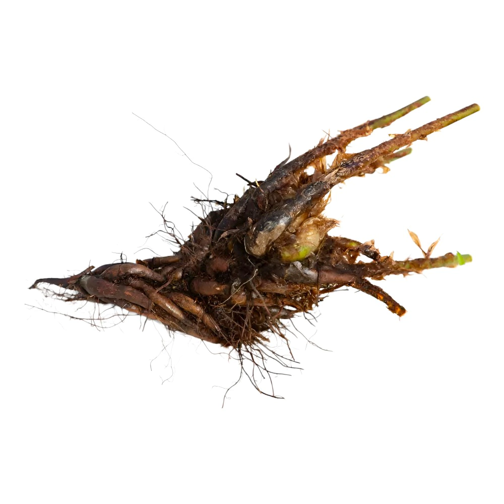 Папоротник Кочедыжник японский Металликум 1 шт