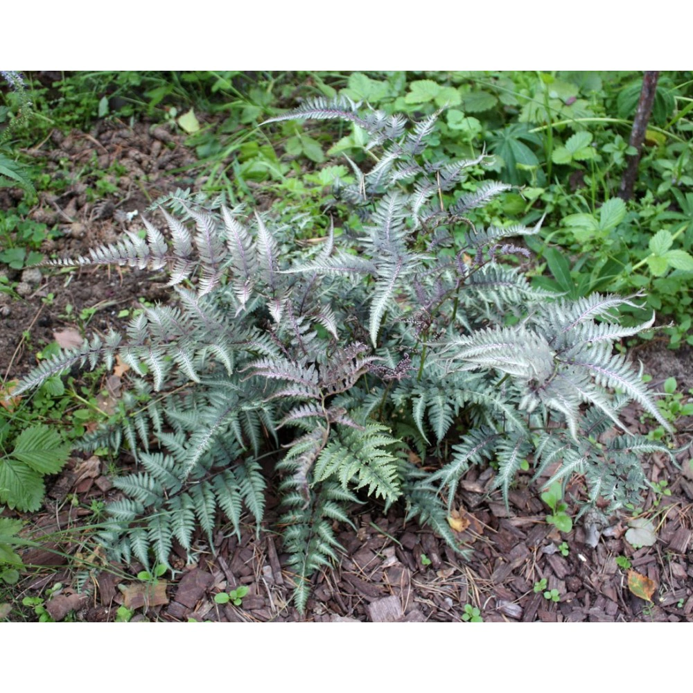 Папоротник Кочедыжник японский Металликум 1 шт