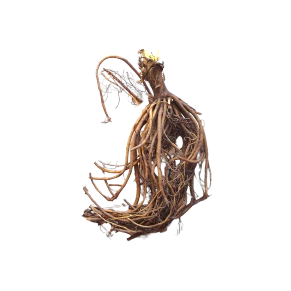 Книфофия гибридная Альказар 1 шт