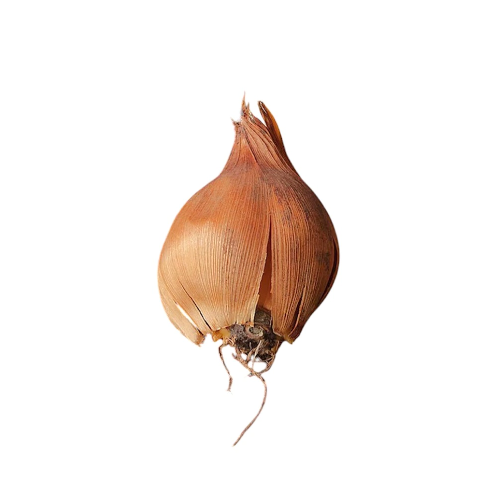 Ирис сетчатый Катарина Ходжкин 10 шт