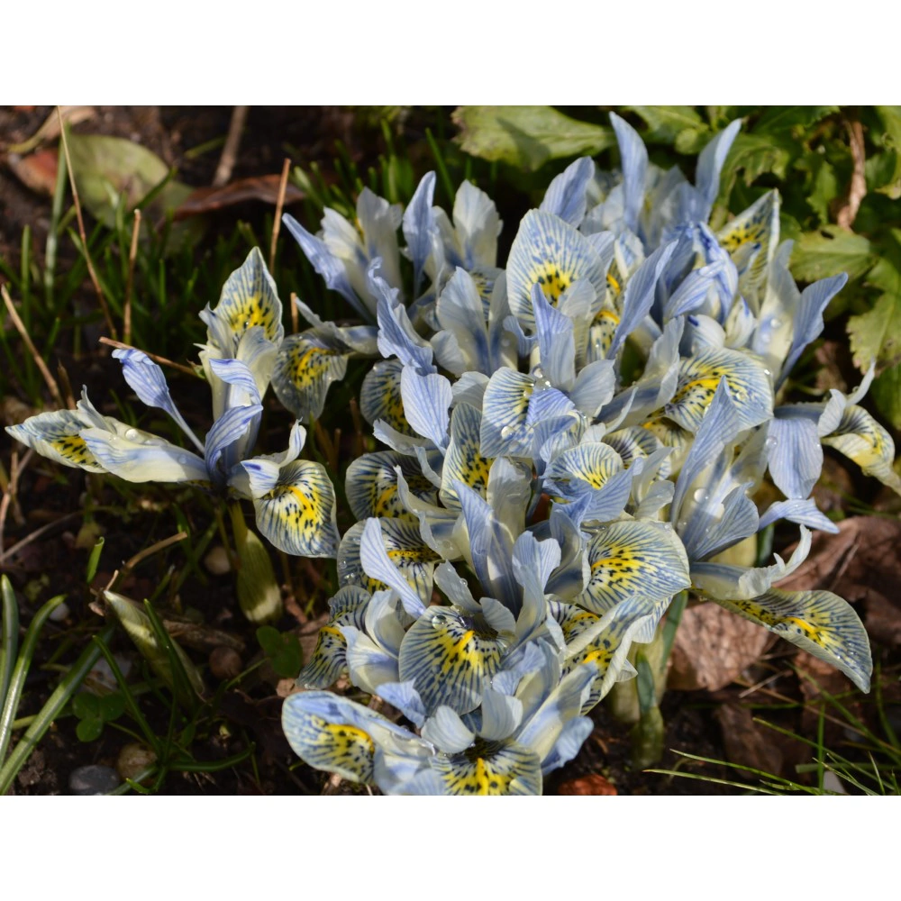 Ирис сетчатый Катарина Ходжкин 10 шт