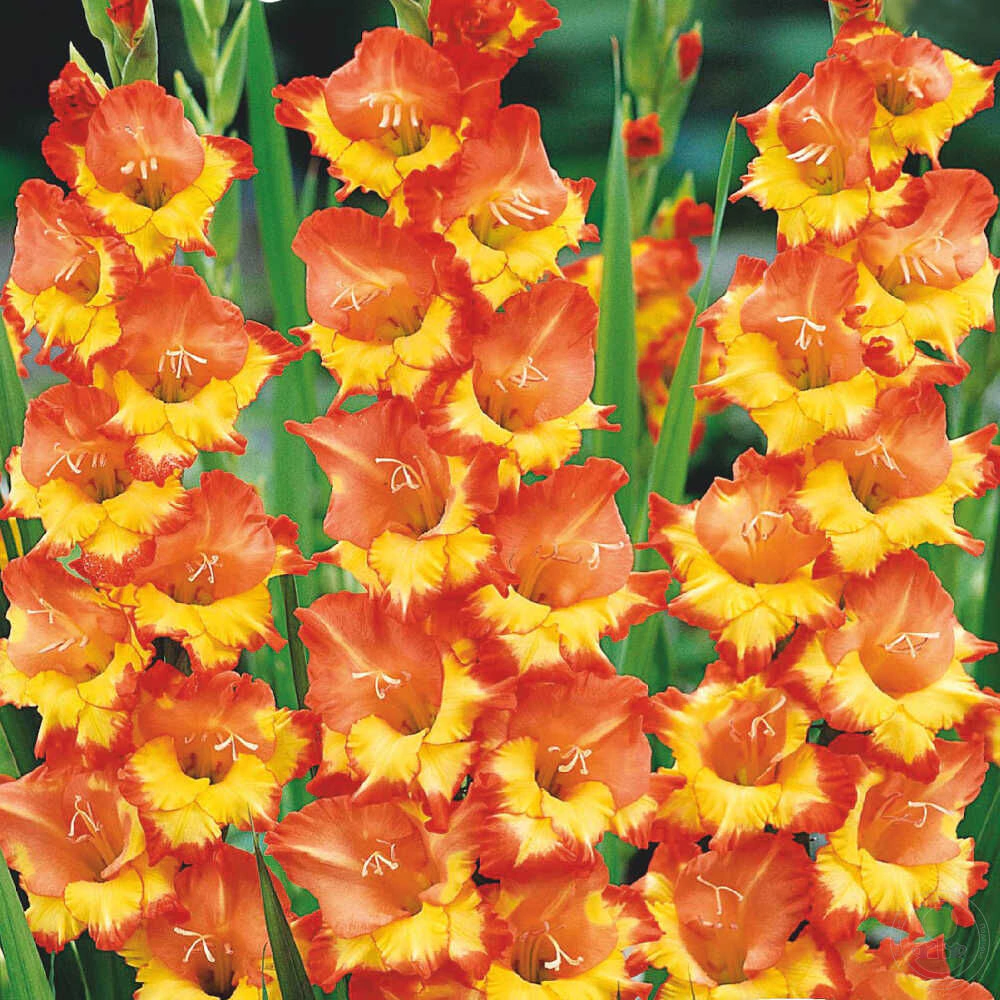 Гладиолус крупноцветковый Принцесс Маргарет Роуз 10 шт