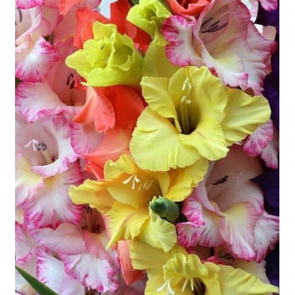 Гладиолус крупноцветковый смесь окрасок 10 шт