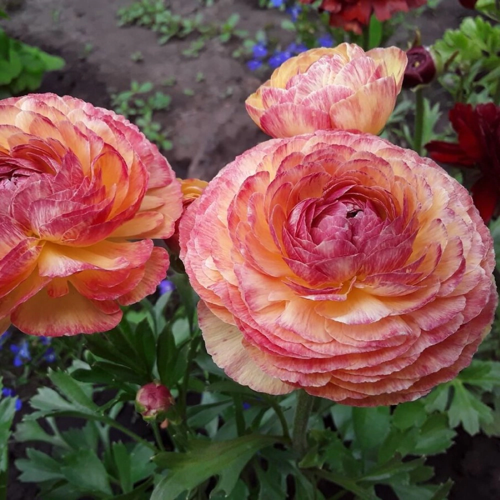 Лютик Пикоти смесь окрасок 10 шт